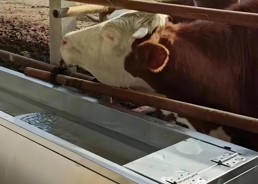 A healthy dairy cow drinking from a clean stainless steel water trough