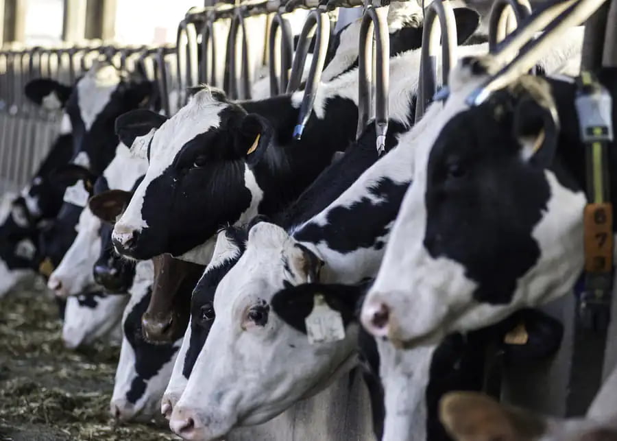 Cows returning to the barn after milking