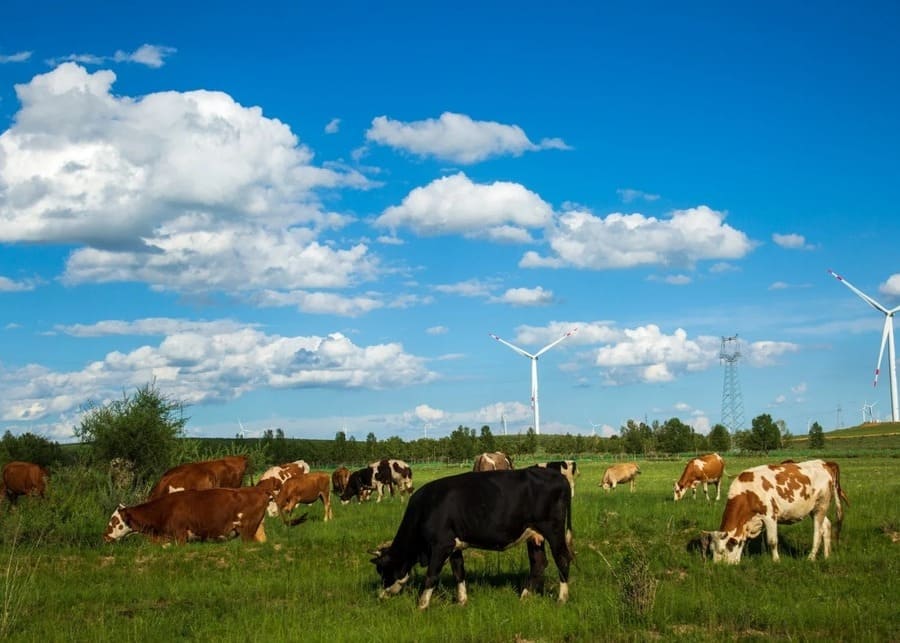 Different breeds of dairy cows in a field