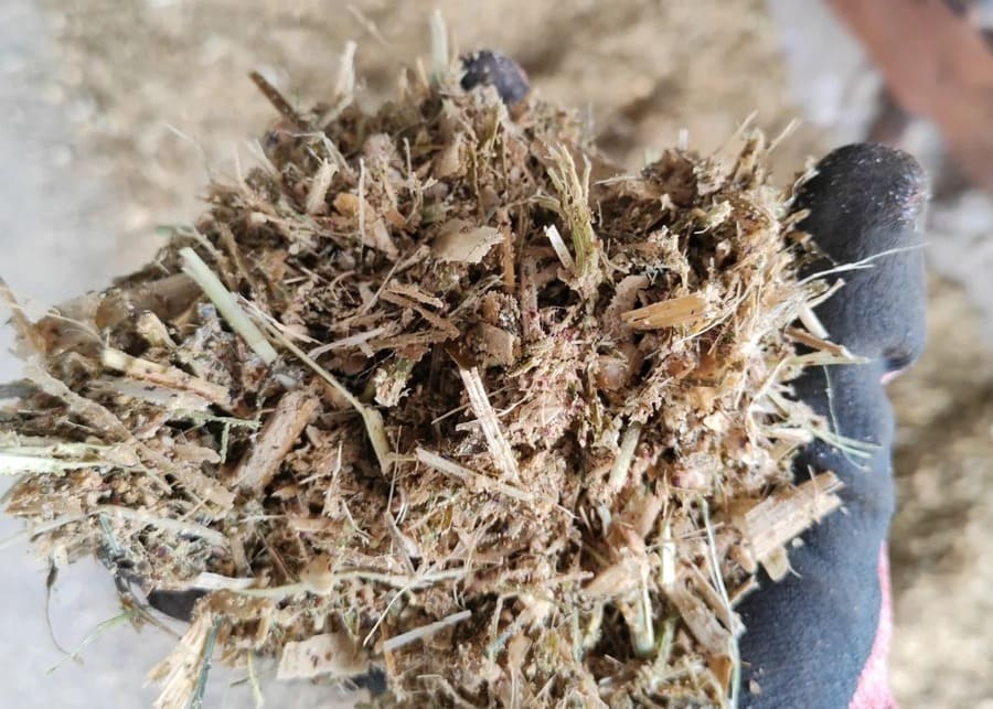 Forage Chop Length in TMR Close-up of mixed TMR feed showing forage chop length