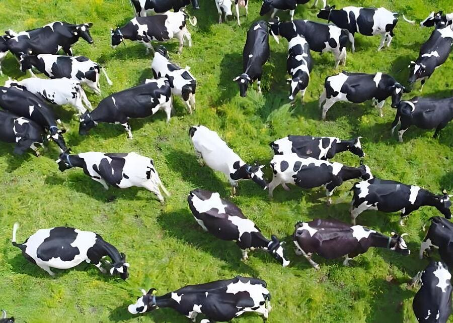 A cow grazing in a large, open field wearing a GPS collar