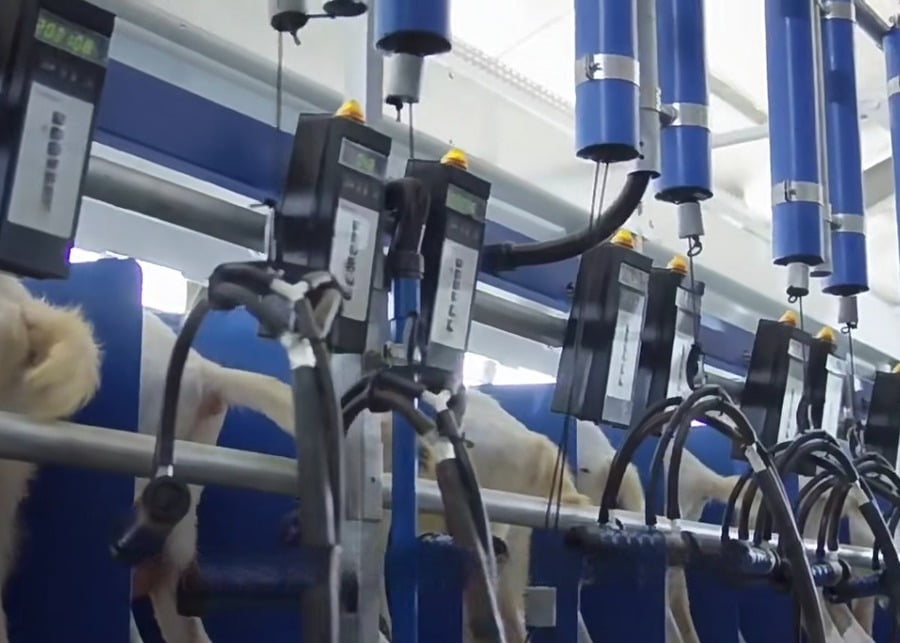 A modern parallel milking parlor for goats