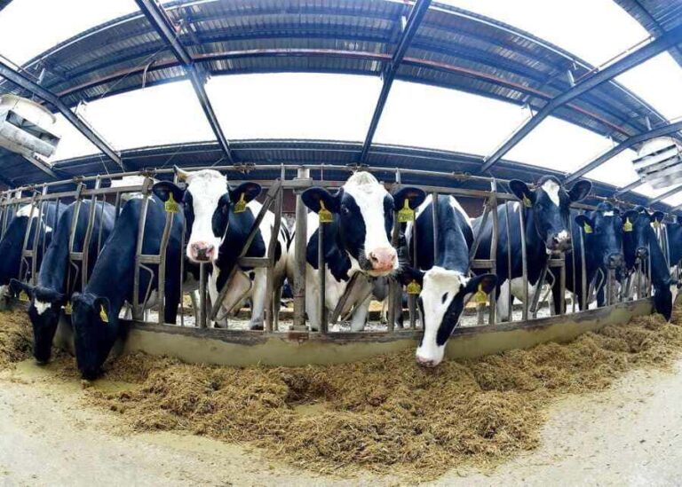 The Ultimate Guide to Dairy Cow Welfare: Standards, Practices, and Farm Solutions?