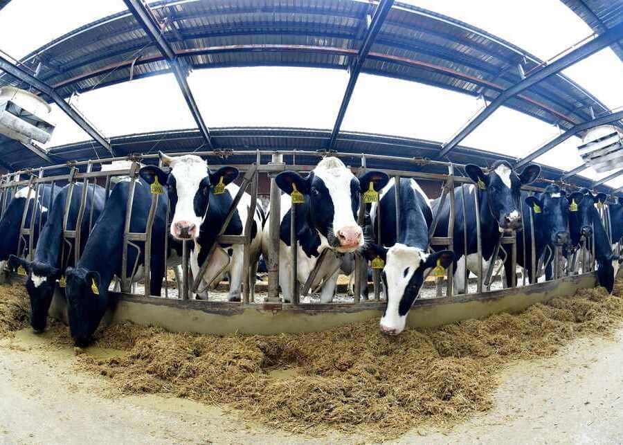 Healthy dairy cows in a comfortable barn