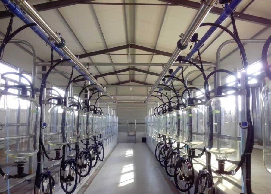 Herringbone Milking Parlor for Dairy Farms A modern herringbone milking parlor in operation