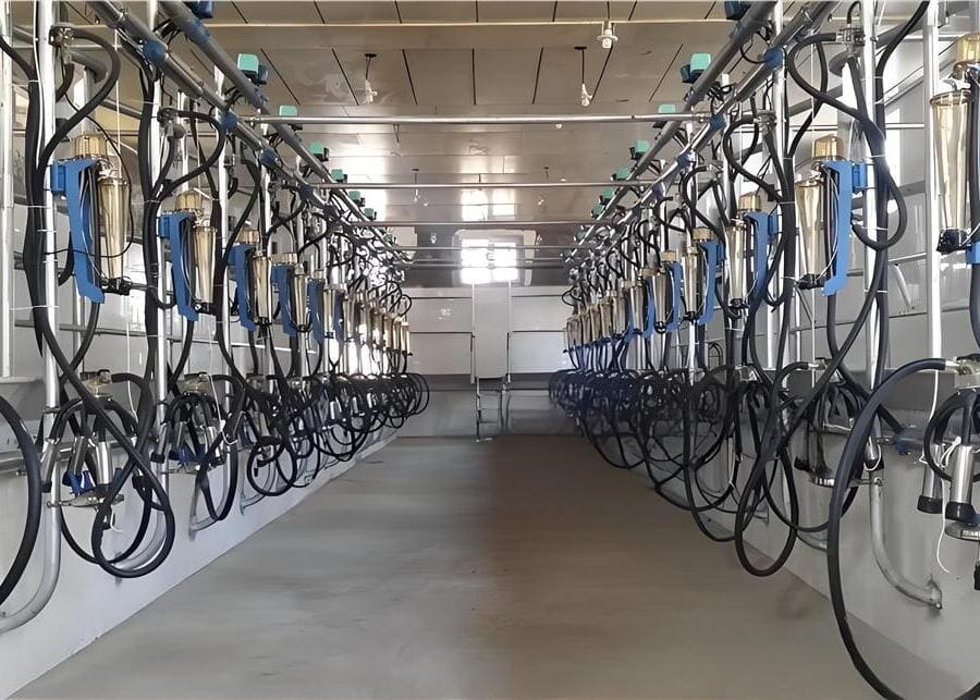 An efficient Herringbone milking parlor in operation