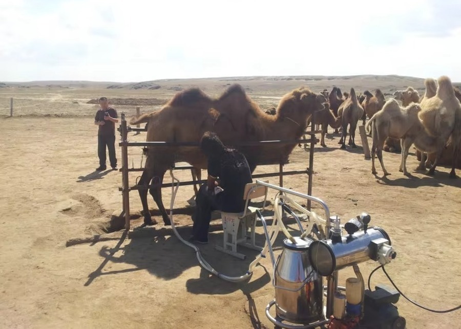 A modern mobile milking machine in a clean barn