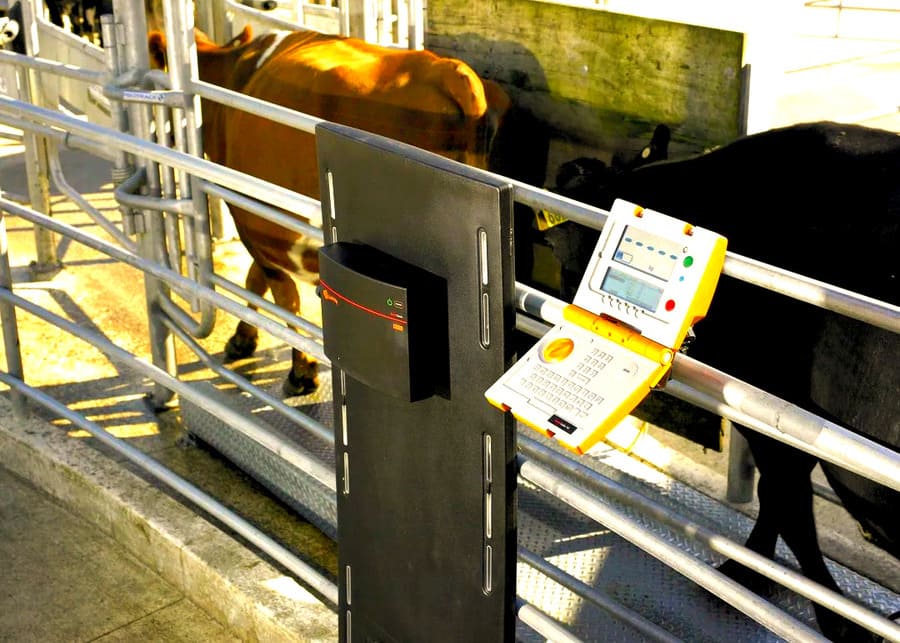 Cattle with RFID ear tags in a modern weighing chute