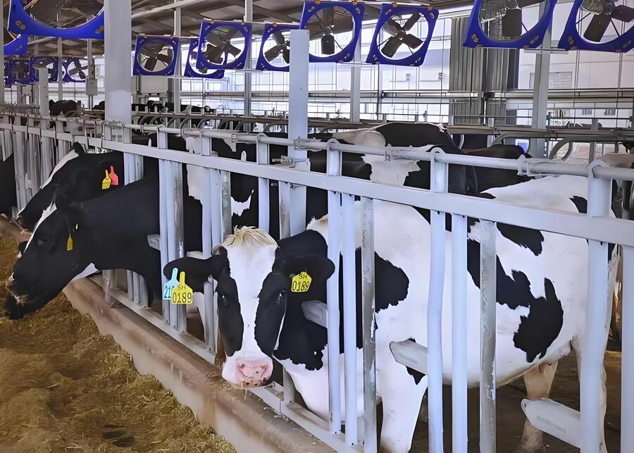 A clean, modern dairy barn interior showing efficient ventilation systems in operation.
