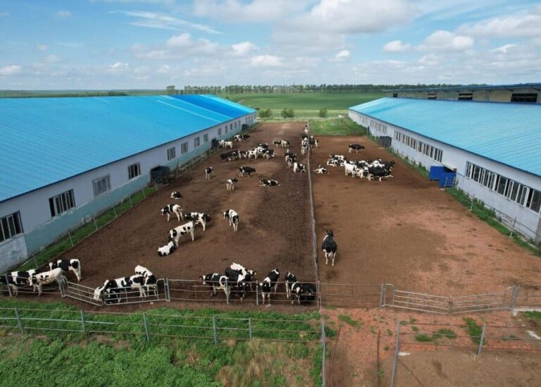 How Do You Design the Perfect Cow Exercise Area for Health and High Yield?