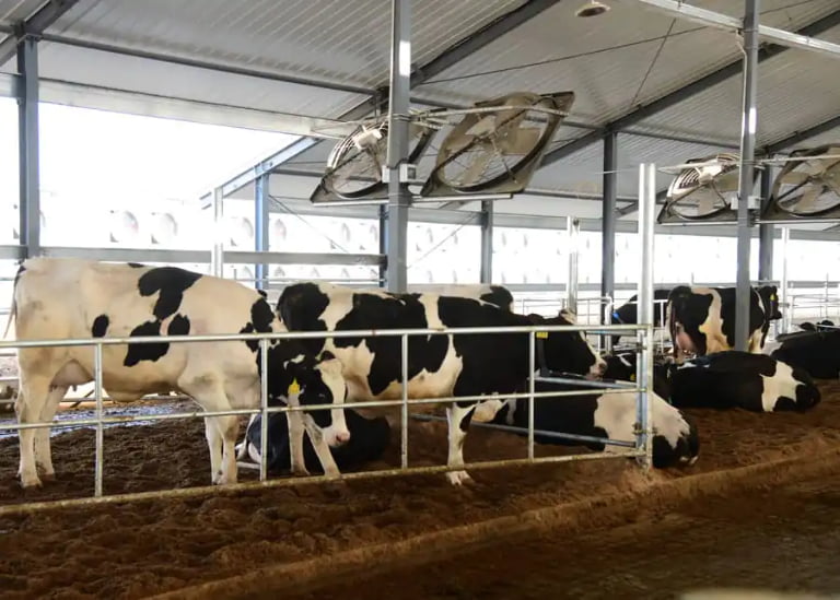 How Can You Master the Dairy Cow Dry Period for Maximum Profitability?