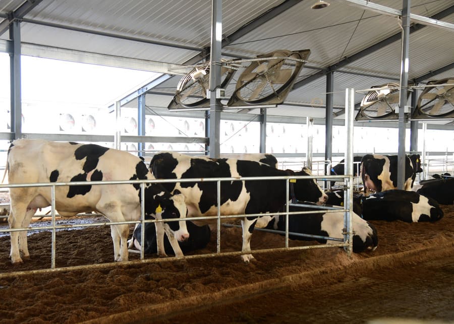 Farmer observing a herd of dairy cows in a barn