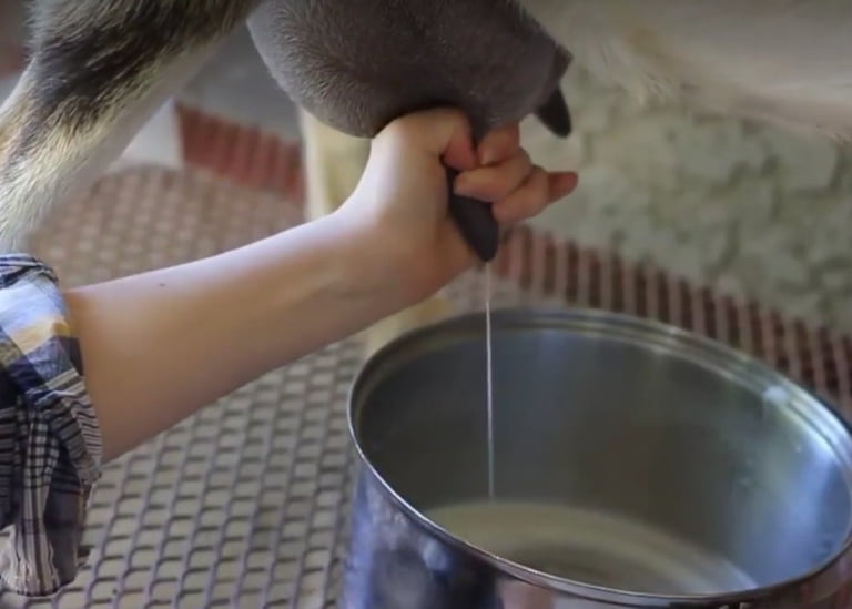 Are Goats Milked by Hand or Milking Machine?