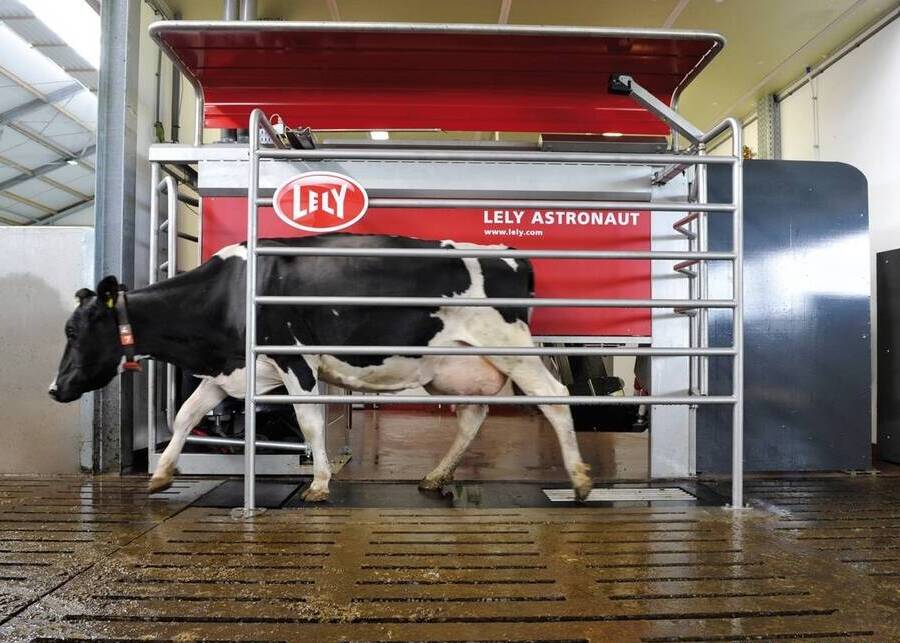 A robotic milking system is interacting with a dairy cow wearing an electronic ear tag