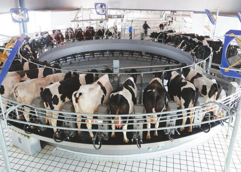 The Ultimate Standard Milking Procedure: Timing, Technique, and Equipment Checklist?