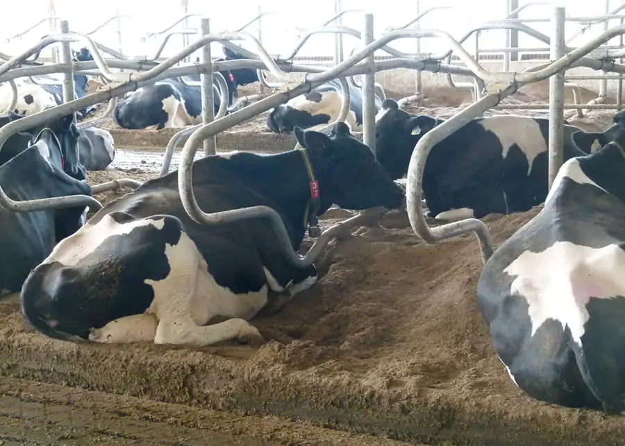 A safe and comfortable cow bed, with several dairy cows lying upon it.