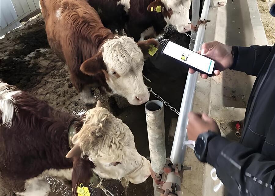A handheld scanner reading an electronic RFID ear tag on a cow