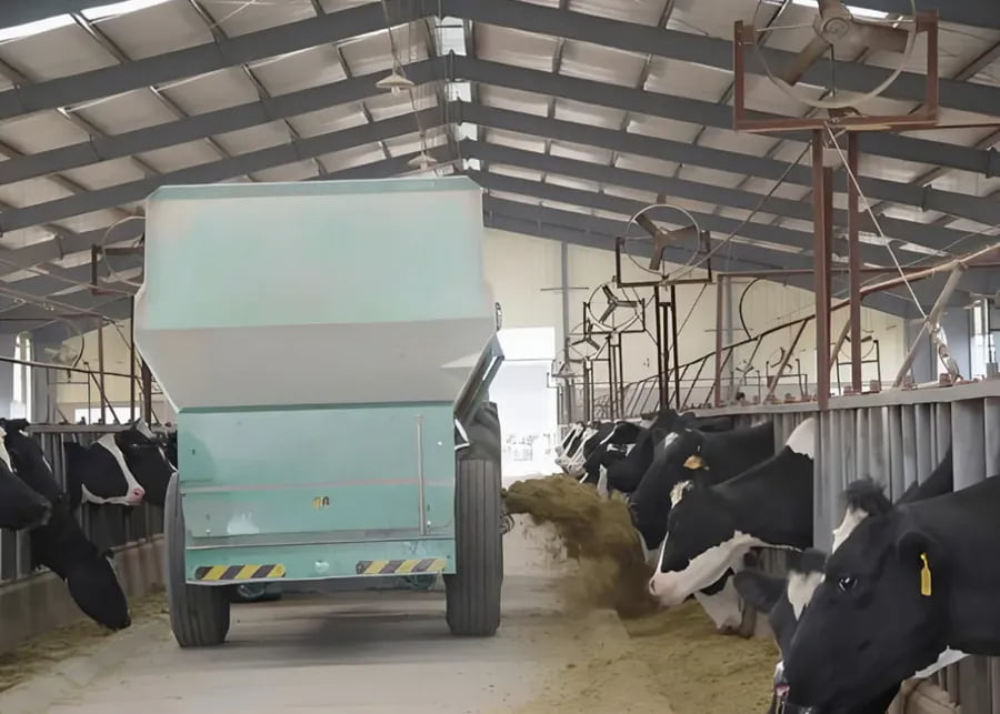 TMR mixer distributing feed to cows in headlocks