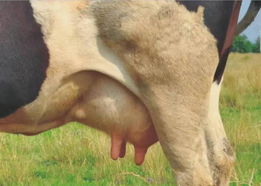 Close-up of a healthy dairy cow's udder