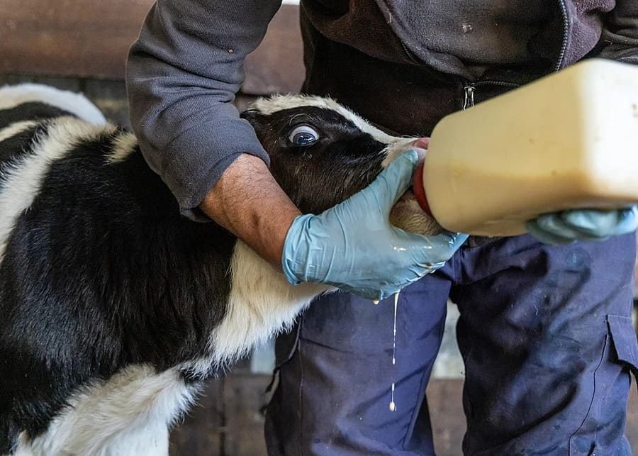Bottle-feeding a calf correctly A farmer bottle-feeding a young calf with a calibrated bottle