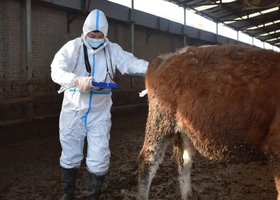 Veterinarian examining a dairy cow