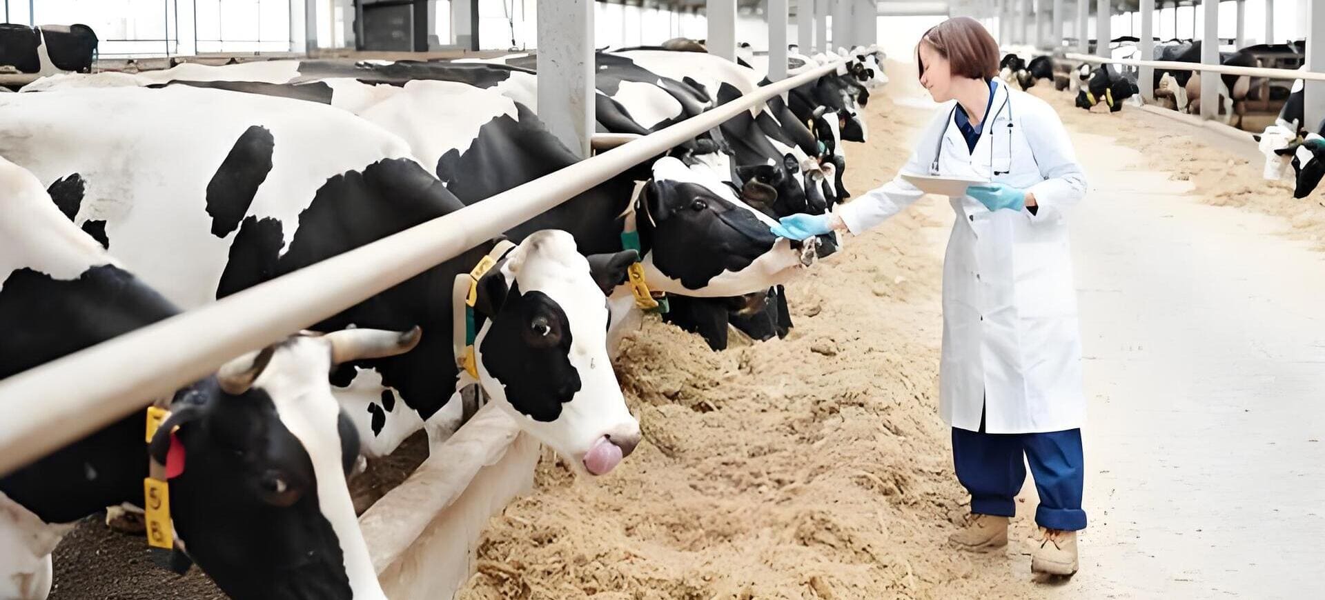 Veterinary Care in Dairy Farm