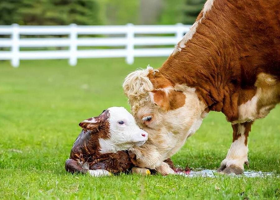 Successful Calving Management a healthy calf standing next to its mother in a clean barn