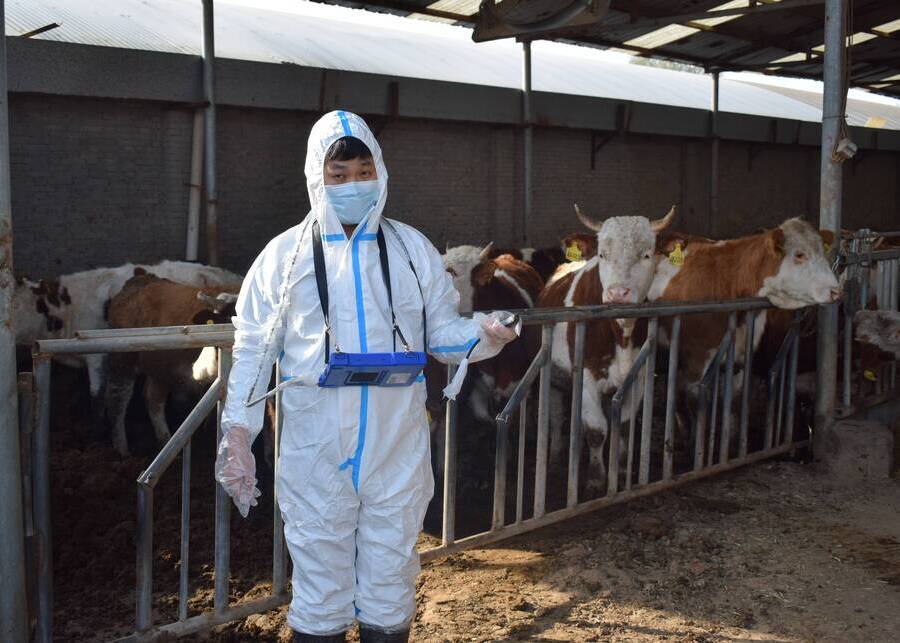 Cow Pregnancy Diagnosis a veterinarian using an ultrasound machine on a dairy cow