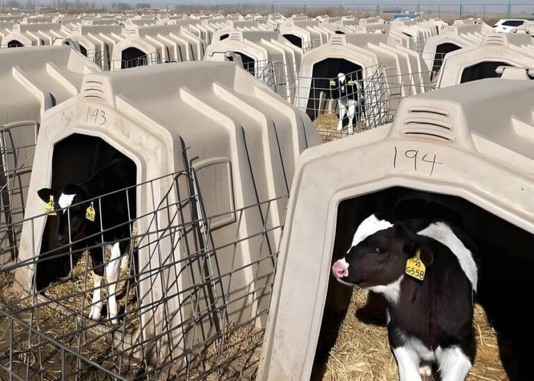 How Can The Right Outdoor Calf Housing Maximize Your Farm’s ROI?