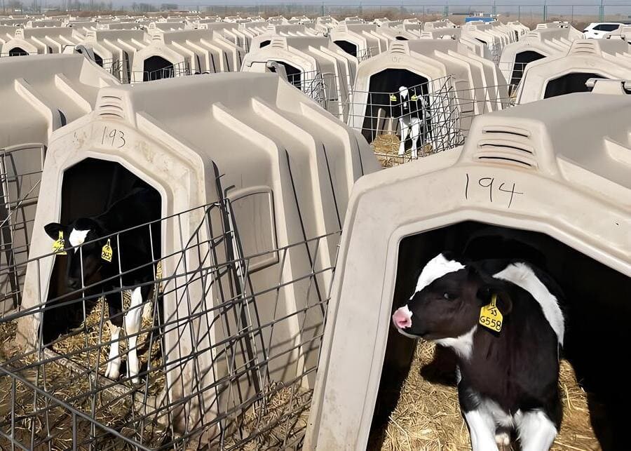 Outdoor Calf Housing ROI A row of clean, white calf hutches on a modern dairy farm