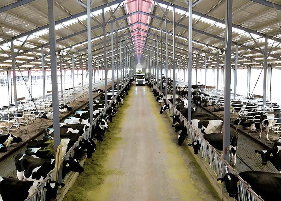 Preparing the Calving Pen a clean and spacious maternity pen for cows with fresh bedding