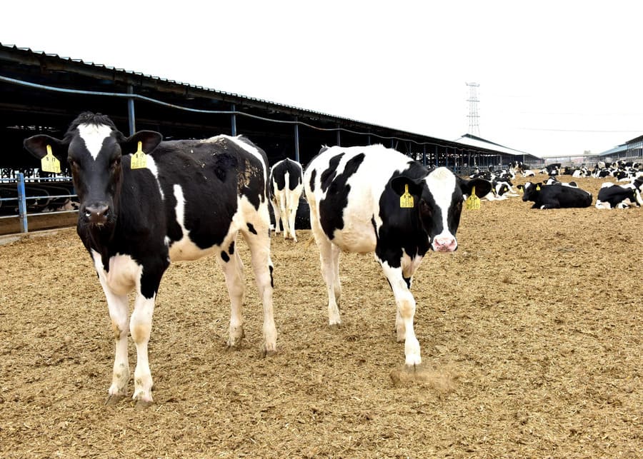 A herd of dairy cows with various identification tags in a modern barn