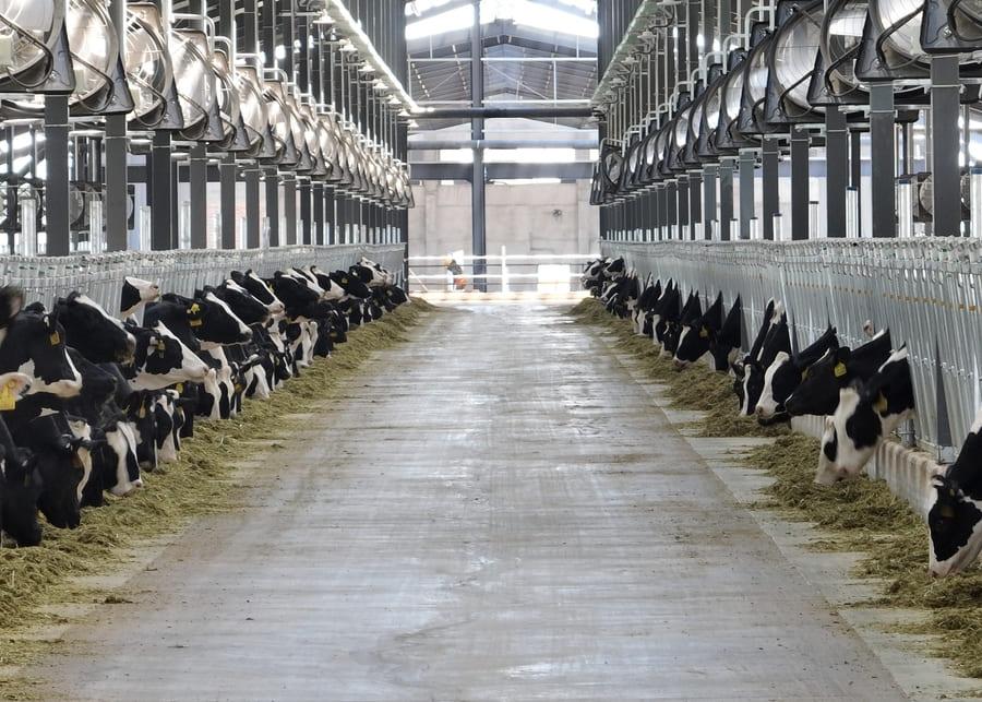 A clean and dry barn with large ventilation fans