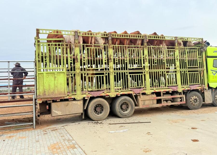 Double-deck livestock trailer loading beef cattle at high stocking density without mechanical ventilation