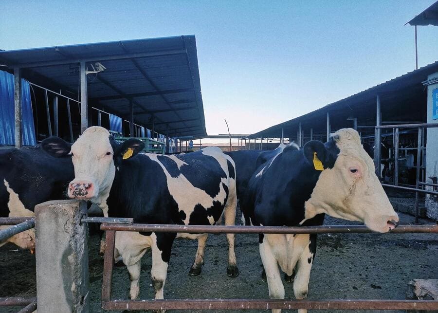 Healthy dairy cows in a clean barn
