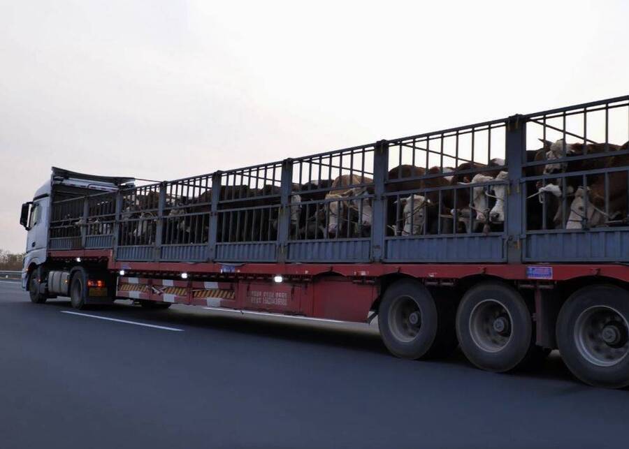 Beef cattle are loaded into transport trailers and driven on the road