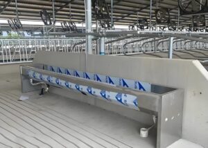 How Do You Choose and Install the Right Water Trough for Your Cows?