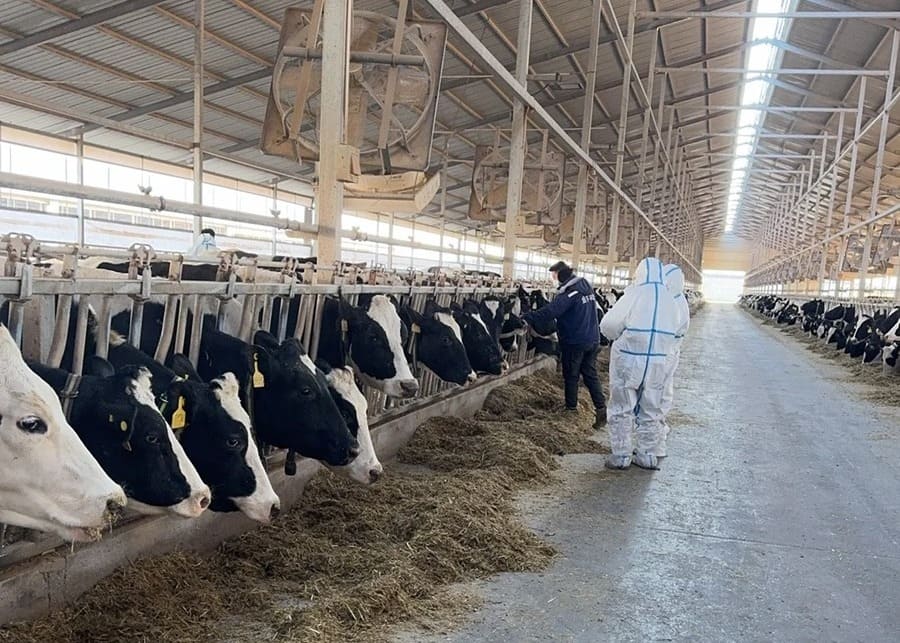 A clean and modern dairy farm barn interior