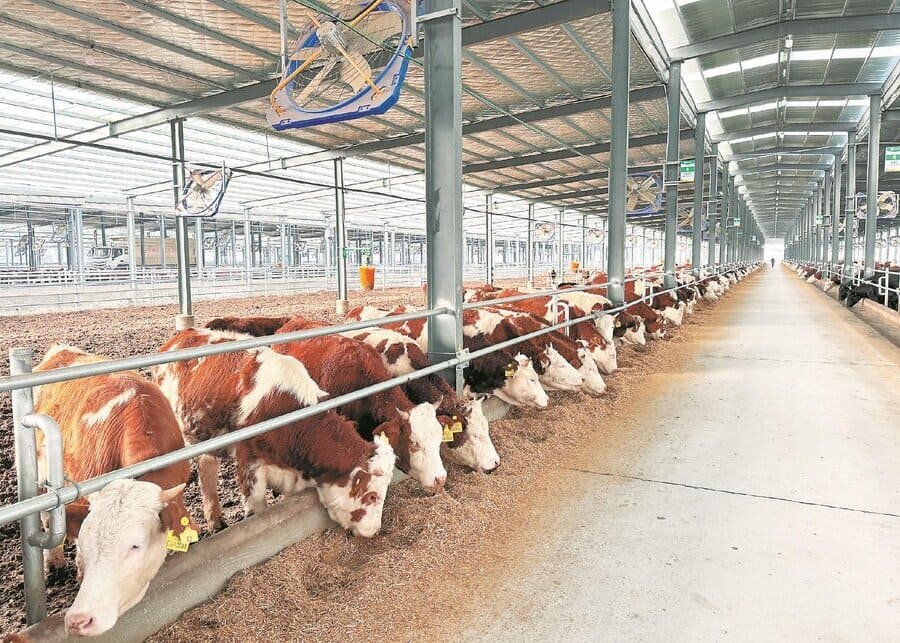 A clean and tidy cattle barn environment