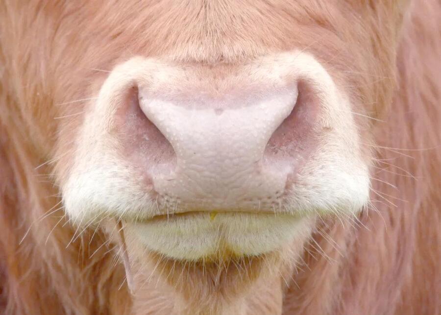 A close-up of a healthy cow's nose