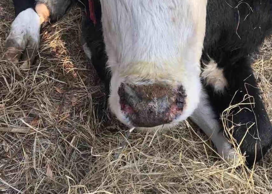 A cow's nose that is dry and cracked