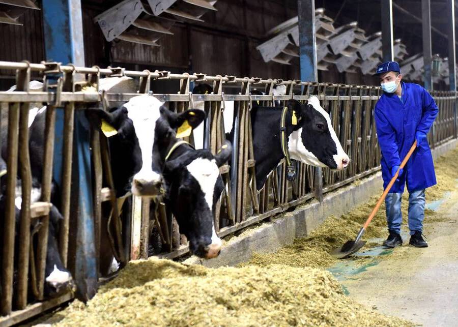 A farm worker tending to a row of cows in a modern barn