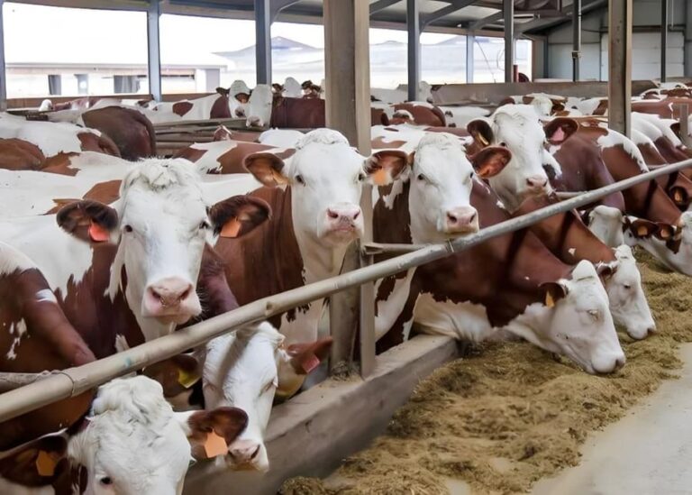 What Makes a Good Simmental and How Do You Choose One?