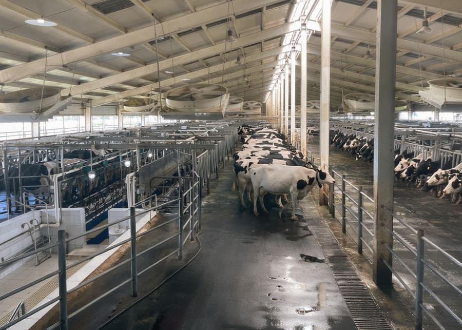 A milking parlor entrance with side panels to guide cows