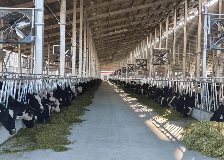 Lactating dairy cows eating high-quality TMR ration in a modern barn to improve feed efficiency