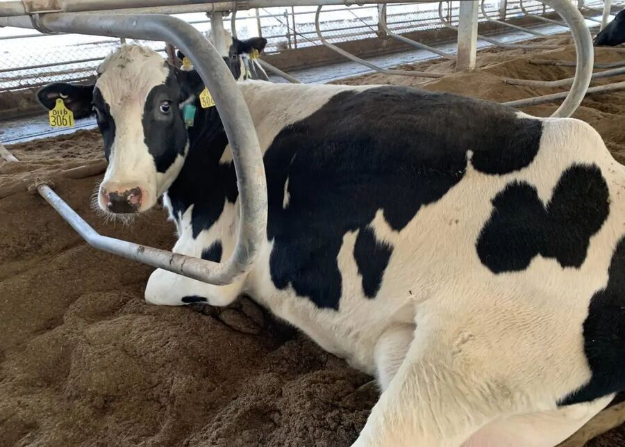 A relaxed cow lying down and ruminating in a comfortable stall