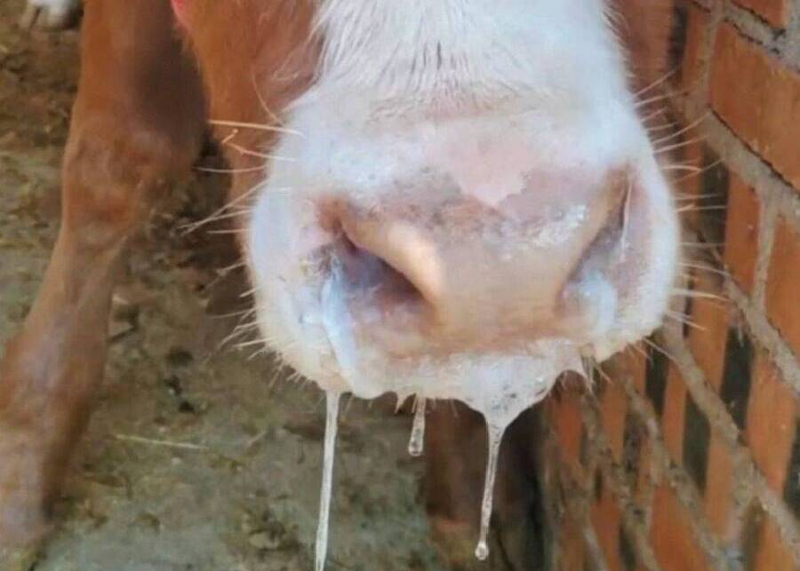 A cow with a clear nasal discharge in a barn