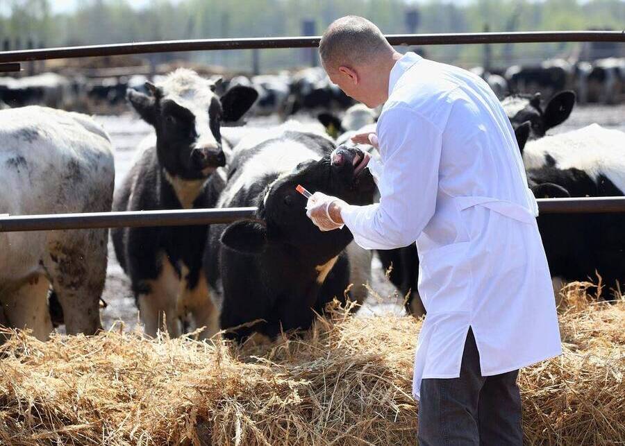 A veterinarian examining a cow on a farm