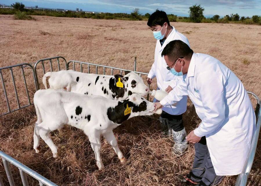 A veterinarian is examining a dairy calf.