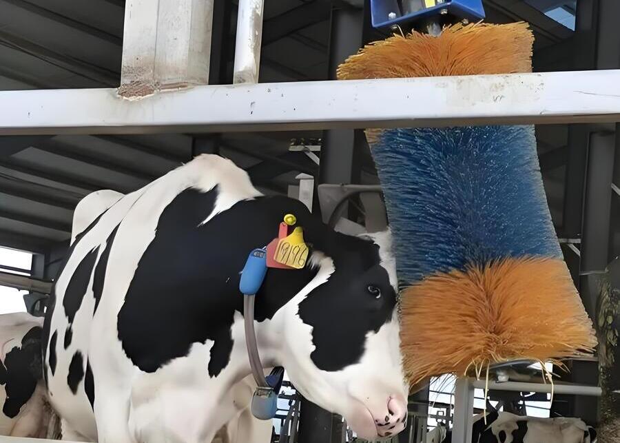 An automatic cow brush installed in a modern dairy barn